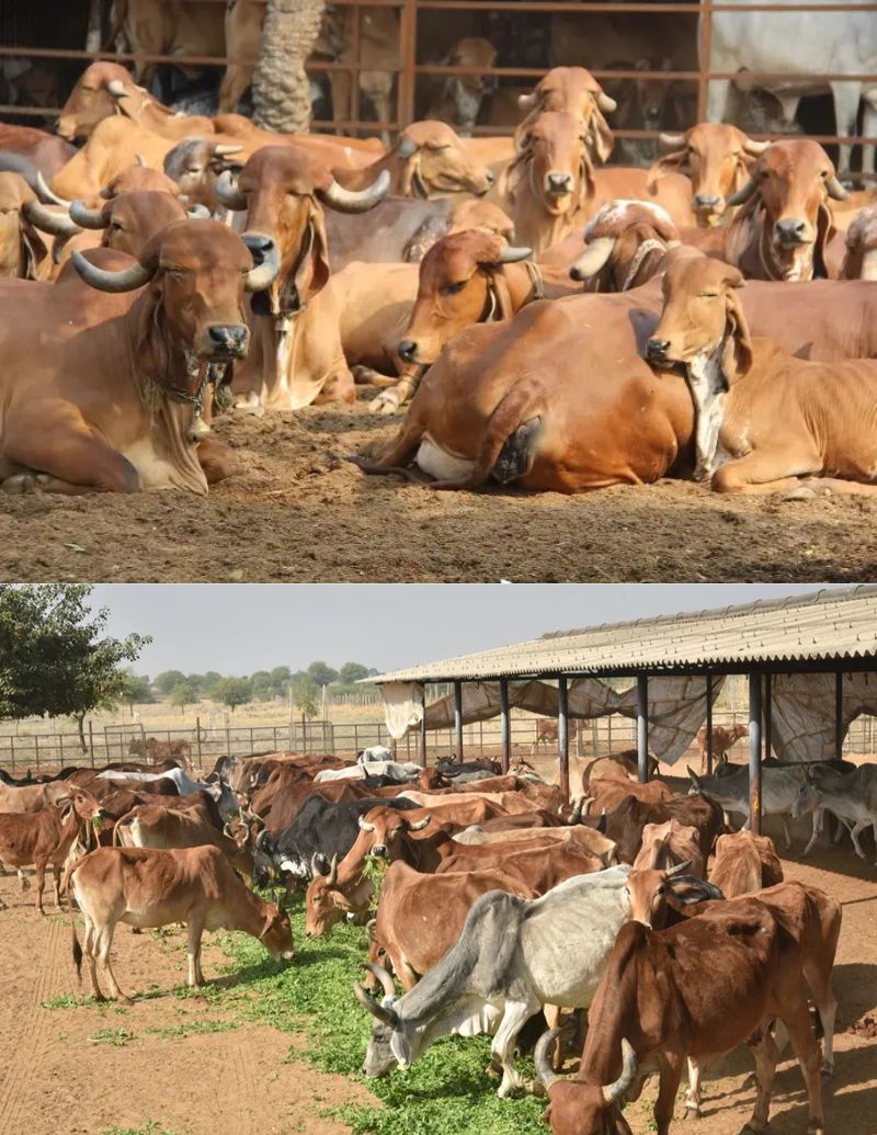 Gau Seva